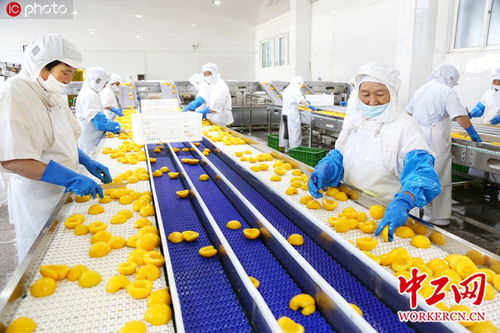 江蘇連云港 制罐黃桃 助農(nóng)增收